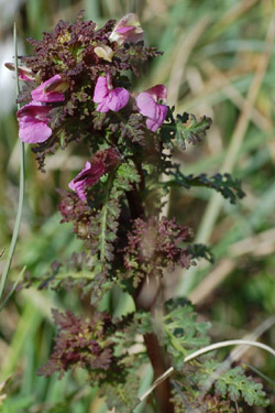 K�rrspira