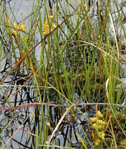 Milj�bild p� kallgr�s