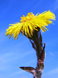 Tussilago