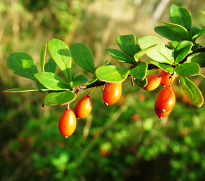 Berberis