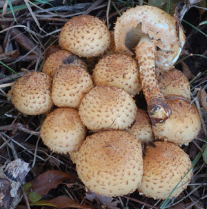 Fj�llig tofsskivling