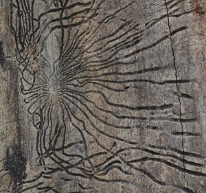 G�ngar av almsplintborre