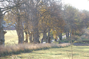 Sperlingsholmsall�n