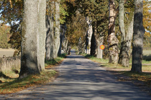 Sperlingsholmsall�n