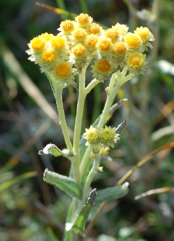 Hedblomster