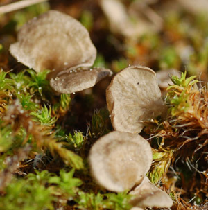 Mosskantarell