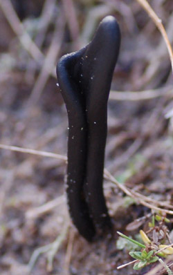 Plattad jordtunga