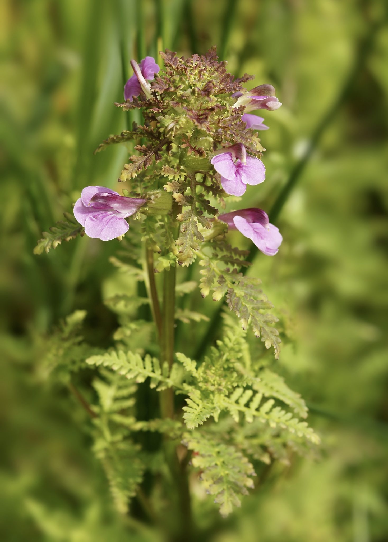 Kärrspira – årets växt 2023 | Hallands Botaniska Förening